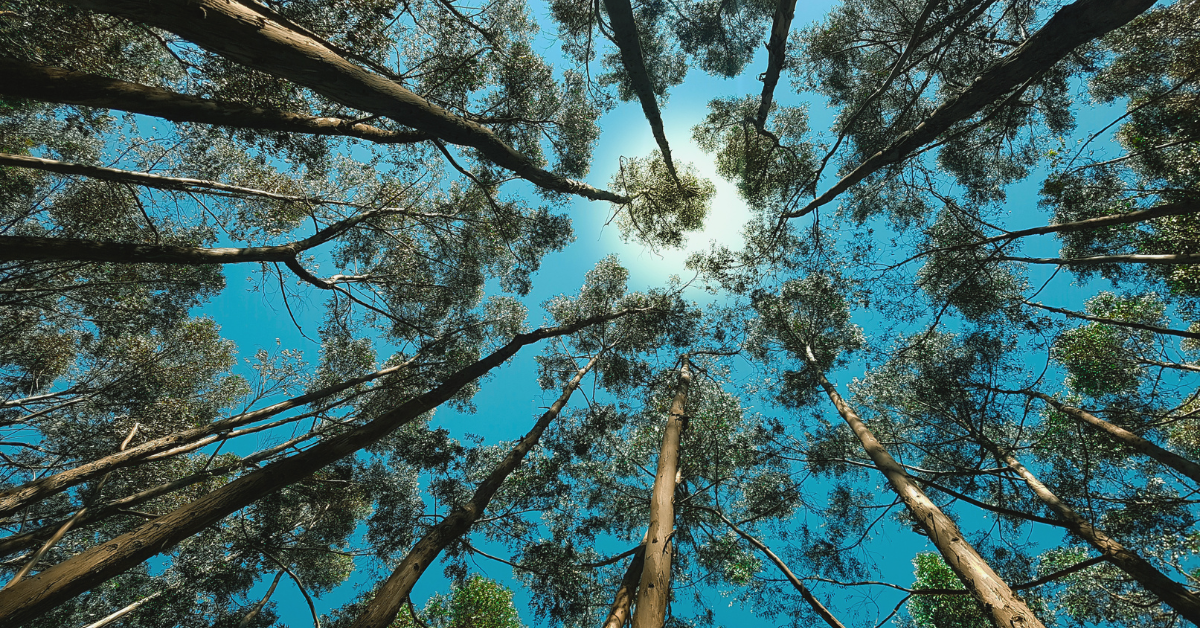 Bh Blog How Ecotherapy Informed EMDR Deepens Trauma Healing 1200X628