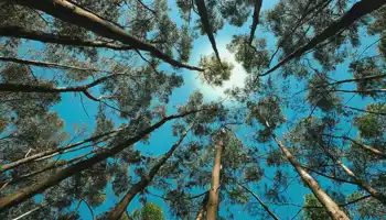 Bh Blog How Ecotherapy Informed EMDR Deepens Trauma Healing 1200X628