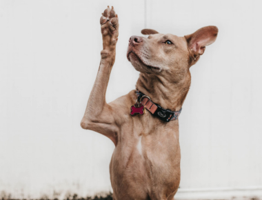 3 Things Therapists Need to Assess Before Providing an ESA Letter Blog